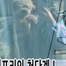 쑝이네 애견샵 이미지