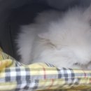 개멋지냥 이미지