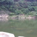 임진강민물장어 이미지