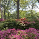 꽃이 피면 이미지