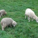 정당목장 이미지