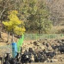 해보라농장 이미지