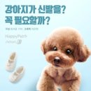신발신은 강아지 이미지
