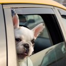 우리고 펫택시 이미지