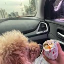 천일염힐링캠프 | 충청도 반려견동반 캠핑장 &#39;예산 피플앤독힐링캠프&#39; 솔직후기 (210925방문)