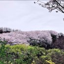 양재천 벚꽃동산 이미지