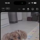 프리티포테이토
