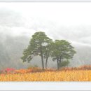 소나무(산촌마을) 이미지