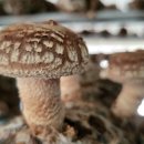 김경순농장 이미지