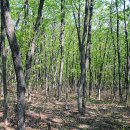 임곡초교 이미지