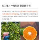 🍊귤 처돌이 있어??🍊제주감귤 3kg 8800원 들어와!!!!!! 이미지