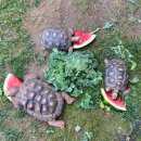 tortoises ^^ 이미지