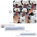 김선생펫푸드 | [펫 푸드 자격증] 알레르기에 맞춘 강아지 수제간식 9종 – 비건, 피자, 탕수육, 치킨까지!
