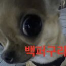 아마도