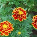 메리골드 이미지