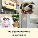 다드몽 | 대구 남산동 애견미용 다드몽 내돈내산 시츄 전체미용 후기
