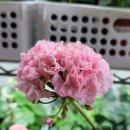 지엘메드 이미지