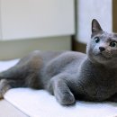 쮸쮸니 이미지