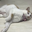 한국고양이혈액센터 이미지
