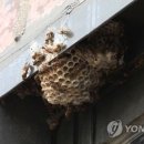 벌집
