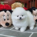 로베르토폼 이미지