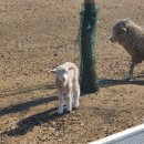 털찐친구들 이미지