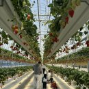 더나은공간 | 화성 딸기체험 추천 아이와 가기 좋은 “더나은딸기” 솔직 후기