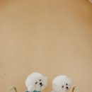 댕며들개 이미지