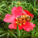 삼산1리 이미지