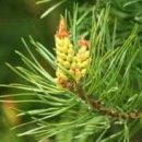 산야초- 송화가루(松花) 이미지