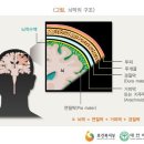 양성뇌종양진단비Ⅱ보장 특별약관(양성뇌종양의 정의 및 진단 확정) 이미지