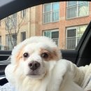 네;일기