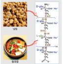 폴리감마글루탐산의 효능 이미지