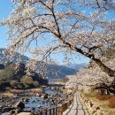 구례 지리산 치즈랜드 수선화 이미지