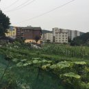 백옥대로1910번길 이미지