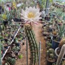 수원-0943 이미지