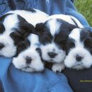 예쁜강아지 이미지