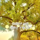 말하는은행나무 | 대구 근교 은행나무명소 왜관 칠곡 1000년 된 말하는 은행나무 주차 위치정보