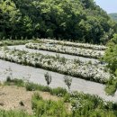 블루미르 이미지