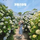 더힐시그니처경로당 | 제주도 서귀포가볼만한곳 카멜리아힐 제주수국 축제 실시간 개화