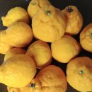 내혜홀농장 이미지