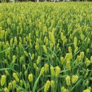 상상농장 이미지