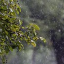 숲속의향기 이미지