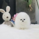 멍멍이샵
