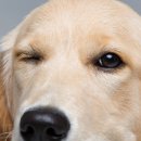 온유동물병원 이미지