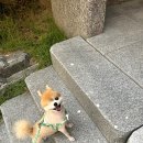 펫뜨락 | #9월, 일상정리 : 머물러 있는 것 또한 아름다울 수 있는 건