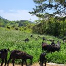 약초흑염소농장 이미지