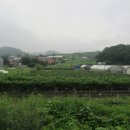 북양리 묘희원 Daum카페