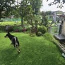 전원애견 | 공항 근처 애견호텔 후기! 전원주택에서 우리 강아지가 받은 특별한 돌봄