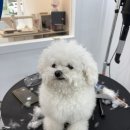 아름답개 이미지